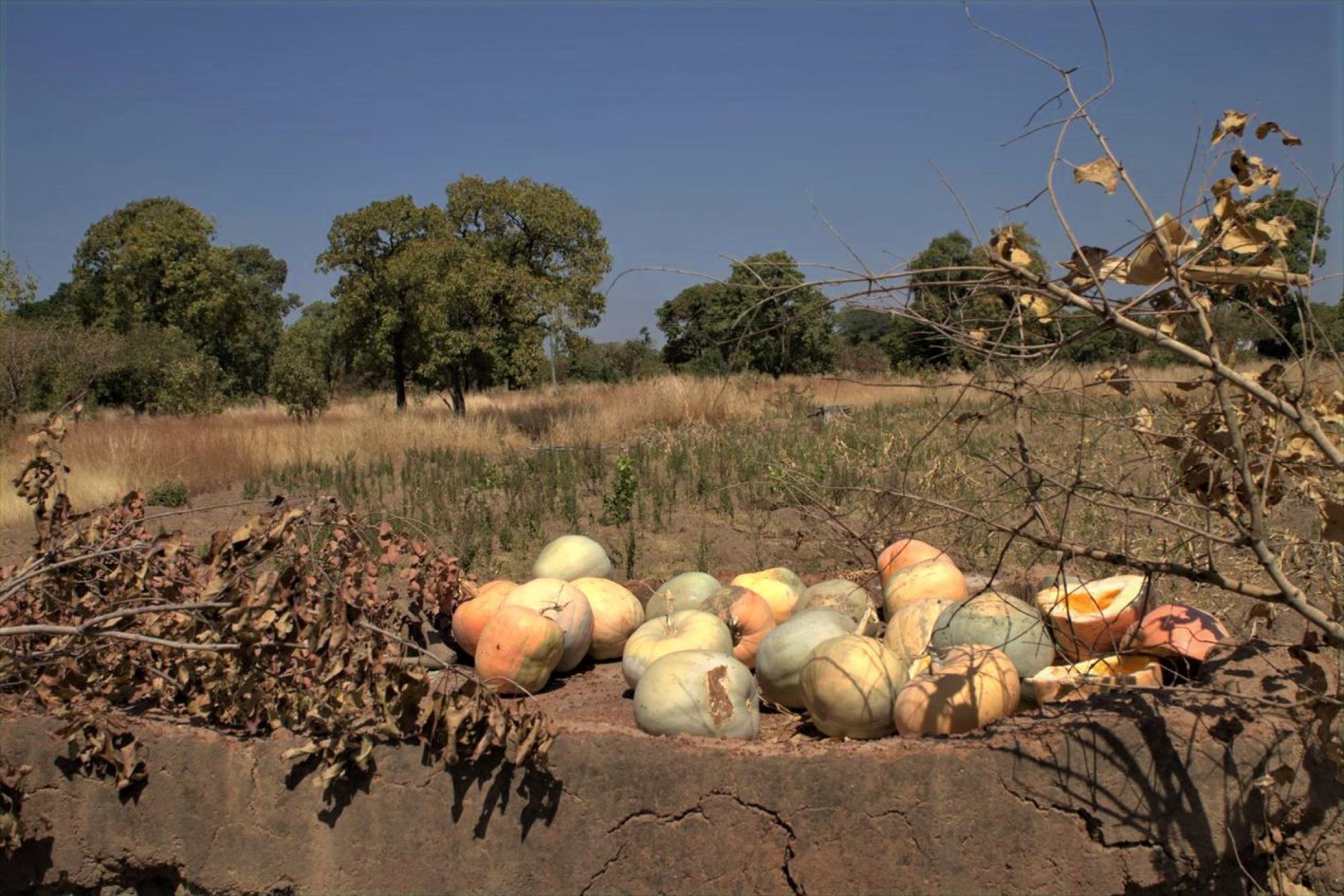Pumpkins in the sun in Tororo, Uganda
