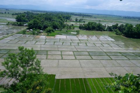 Paddy fields in Assam