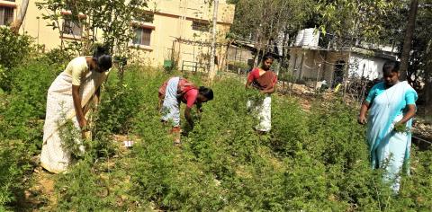 Harvesting Artemisia - a herbal plant for treatment of malaria and HIV/AIDS