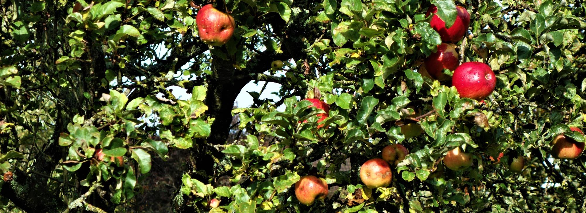 Cotswold apples in the garden of Pauline Willis' house