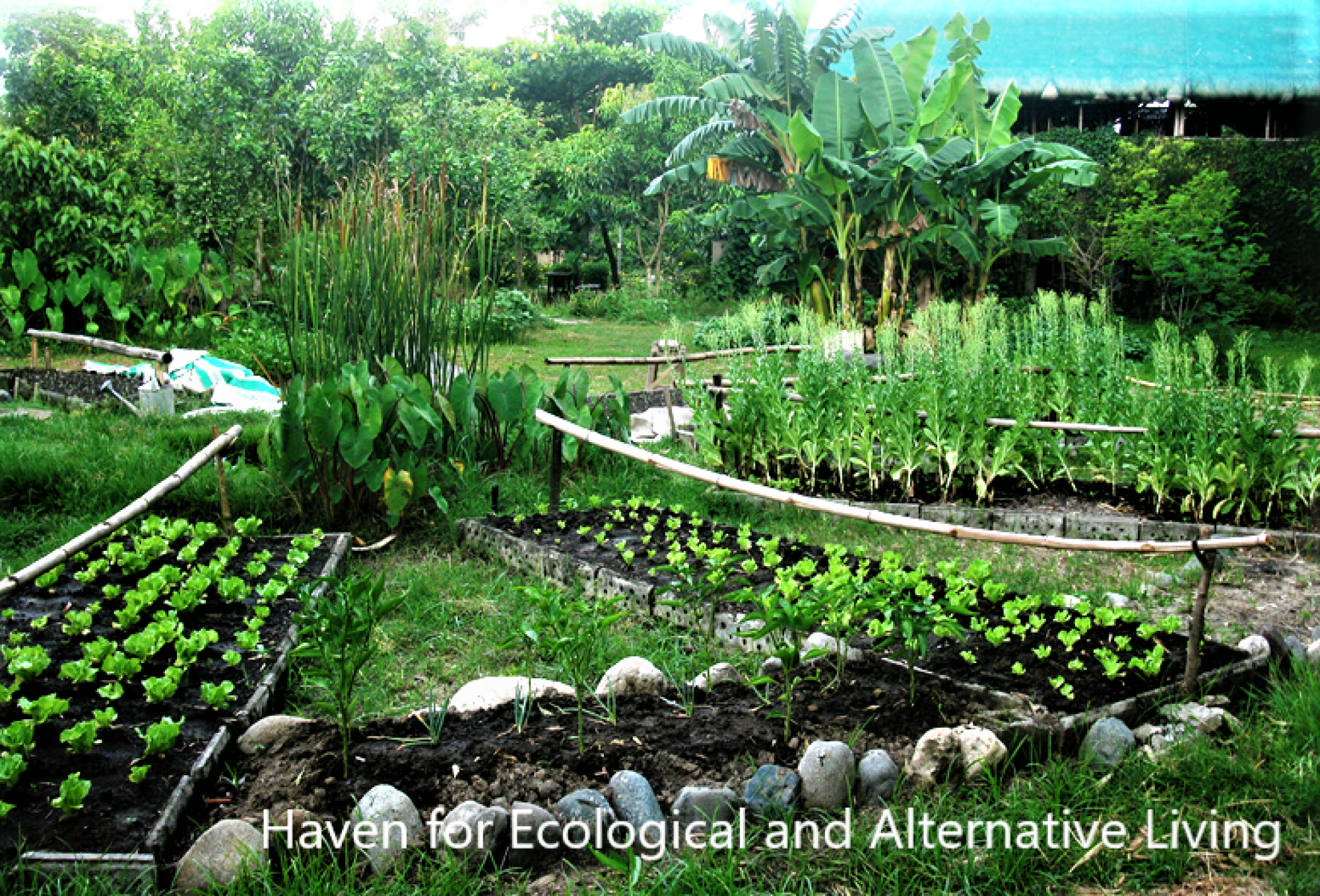 Haven for Ecological and Alternative Living (HEAL) - its garden