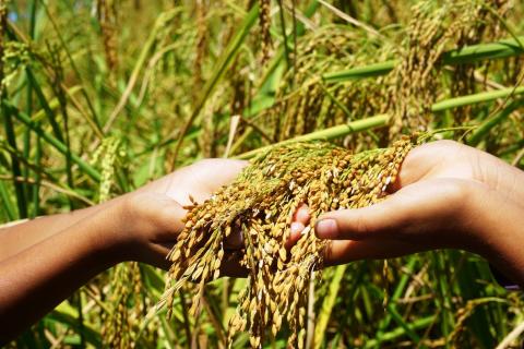 Rice harvest from the farm of the Manobo-Pulangihon people