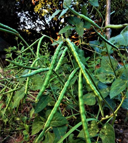 Beans growing in HEAL