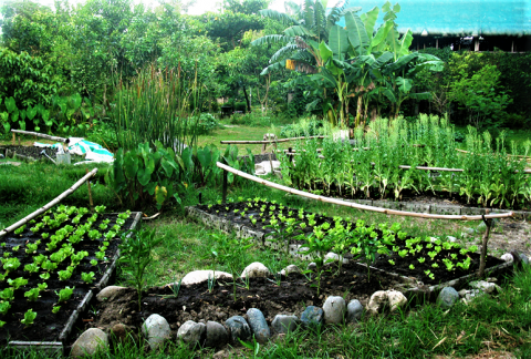View of the HEAL garden