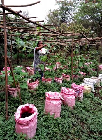 Sister Benedicta grows vegetables in sacks in Pune
