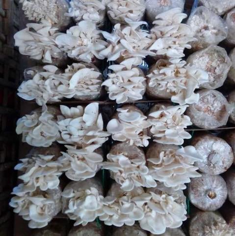 Mushroom cultivation