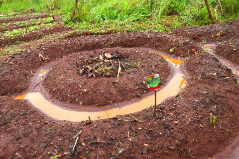 A mandala garden with carrots, thyme beetroot and coriander  