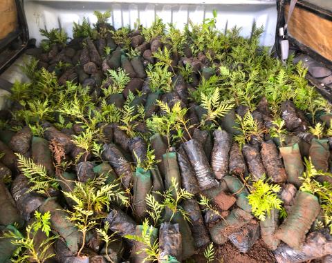 Saplings ready for planting