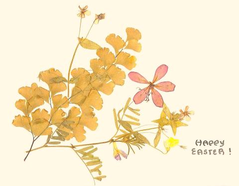 Pressed flowers from Rawalpindi, Easter 1973
