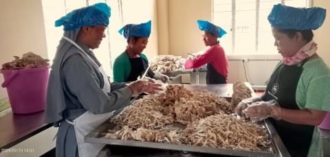 Sister Hunsimai prepares oyster mushrooms for dehydration