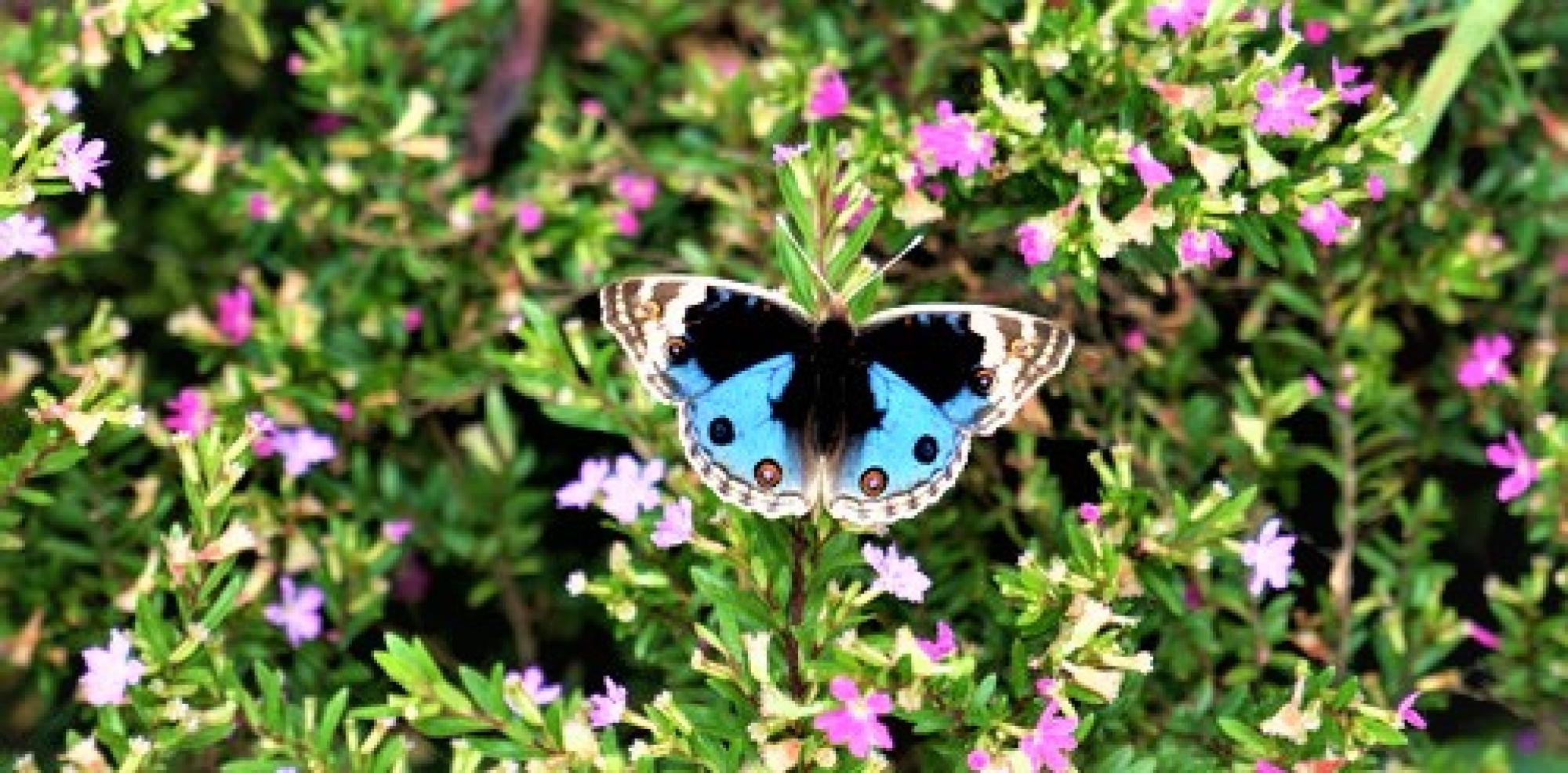 Butterfly in Nagaland