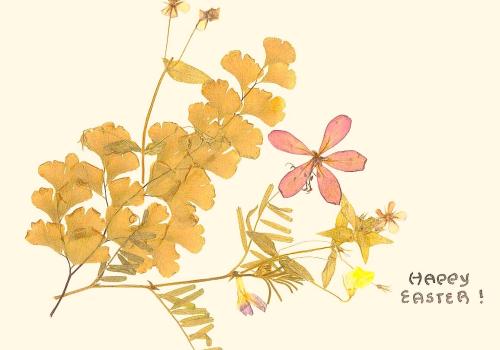 Pressed flowers from Rawalpindi, Easter 1973